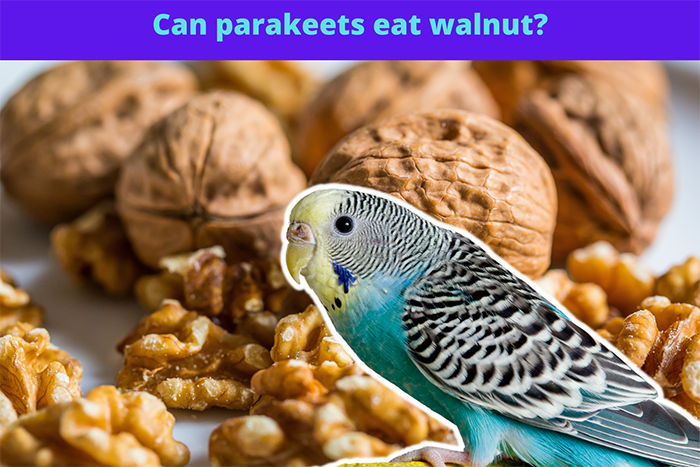 Can Parakeets Eat Walnuts-2