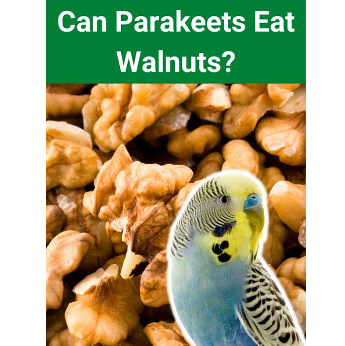 Can Parakeets Eat Walnuts