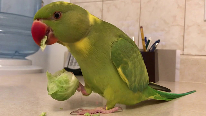 can-parrots-eat-brussel-sprouts