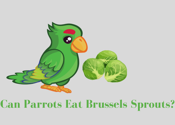 Can Parrots Eat Brussel Sprouts