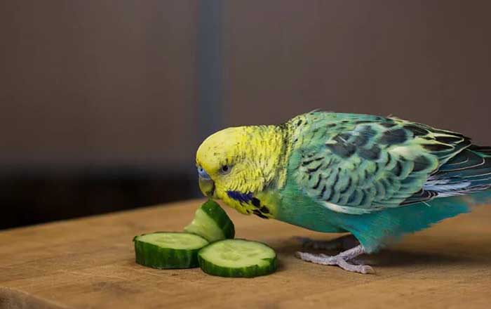 Can Parrots Eat Cucumbers-2