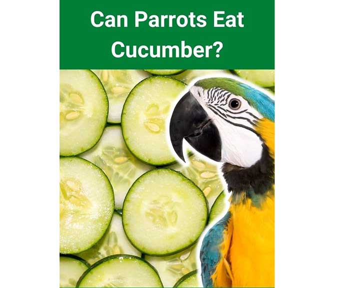 Can Parrots Eat Cucumbers-3