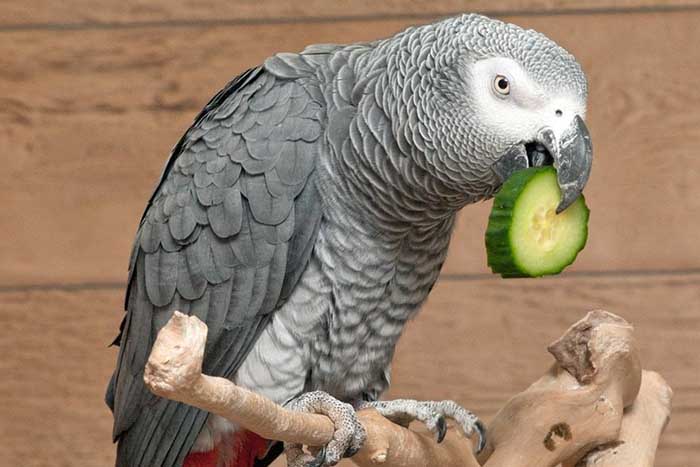 Can Parrots Eat Cucumbers