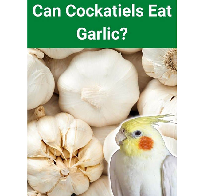 Can Parrots Eat Garlic