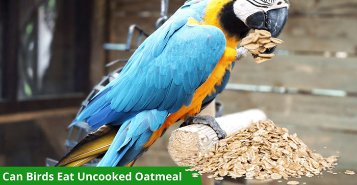 Can Parrots Eat Oatmeal-1