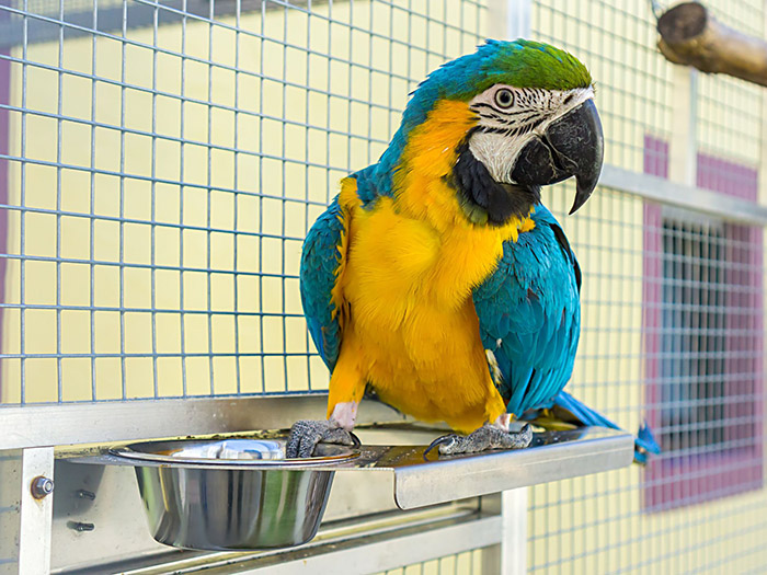 Can Parrots Eat Oatmeal