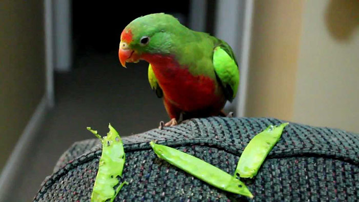 Can Parrots Eat Peas-2
