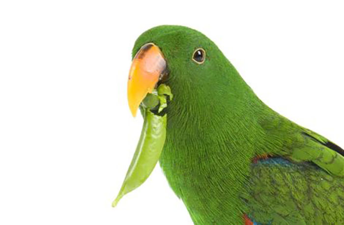 Can Parrots Eat Peas-3