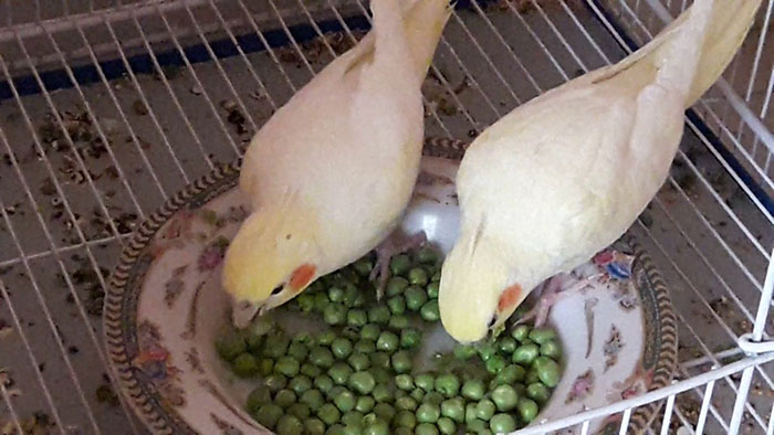 Can Parrots Eat Peas