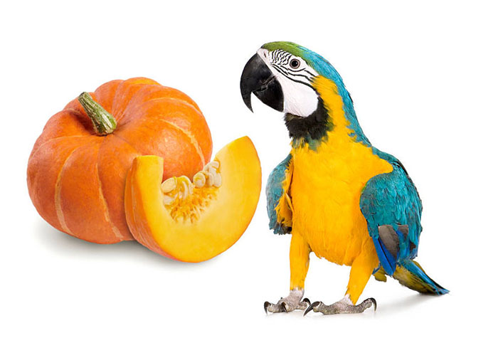 can-parrots-eat-pumpkin-seeds