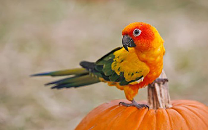 Can Parrots Eat Pumpkin Seeds-3