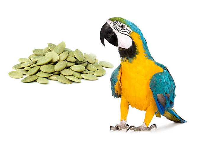 are pumpkin seeds good for birds