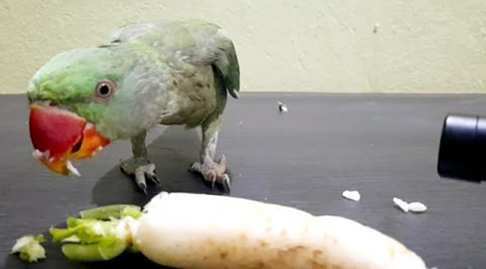 Can Parrots Eat Radishes