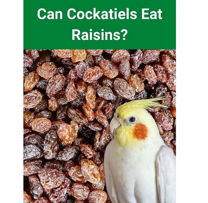 Can Parrots Eat Raisins-2