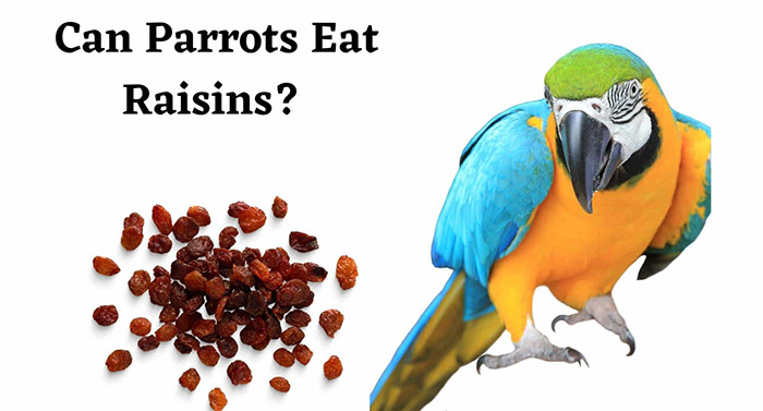 Can Parrots Eat Raisins