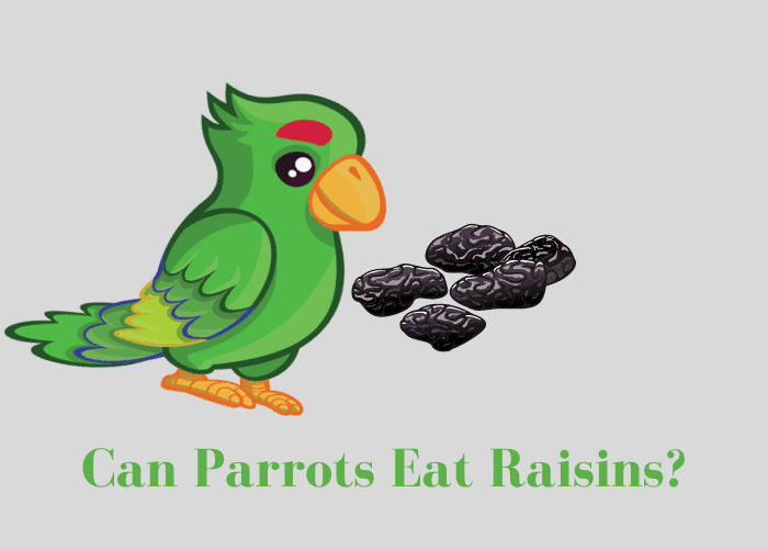Can Parrots Eat Raisins