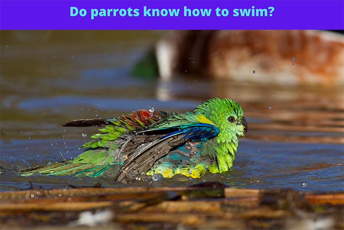 Can Parrots Swim?