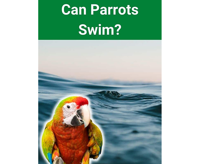 Can Parrots Swim