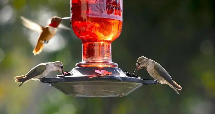 Can You Put An Oriole Feeder Next To A Hummingbird Feeder-2