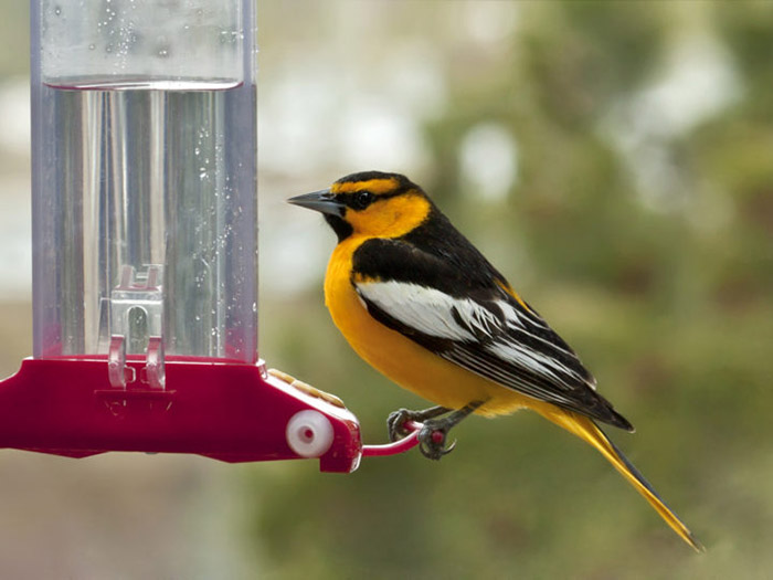 Can You Put An Oriole Feeder Next To A Hummingbird Feeder