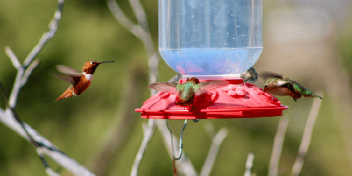 Can You Put An Oriole Feeder Next To A Hummingbird Feeder