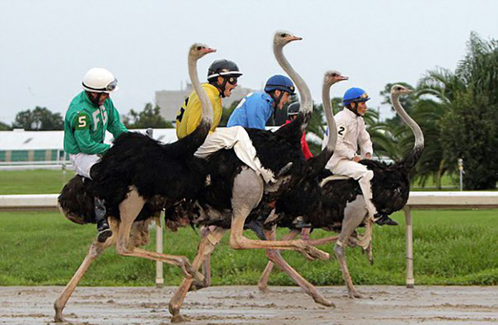 Can You Ride An Ostrich-2