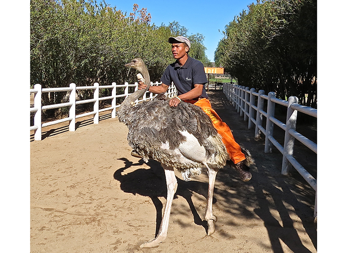 Can You Ride An Ostrich-3