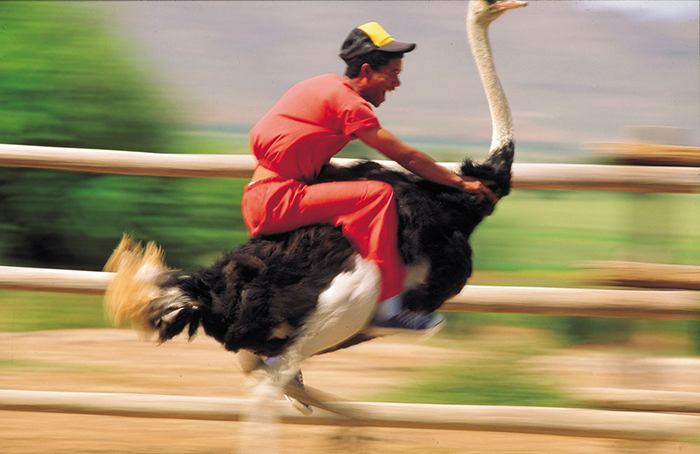 Can You Ride An Ostrich