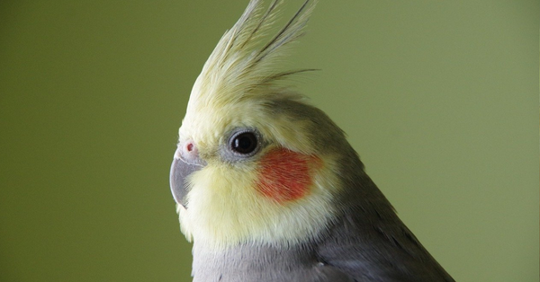 Can You See a Cockatiels Ear?