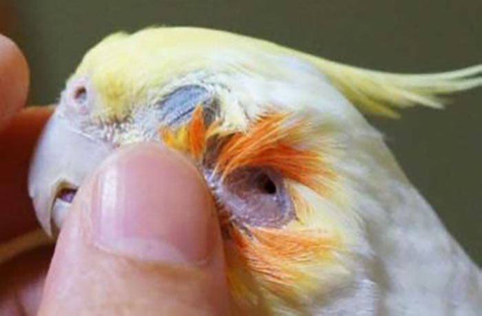 Can You See a Cockatiels Ear-3