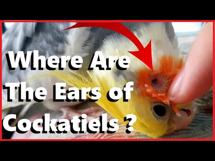 Can You See a Cockatiels Ear