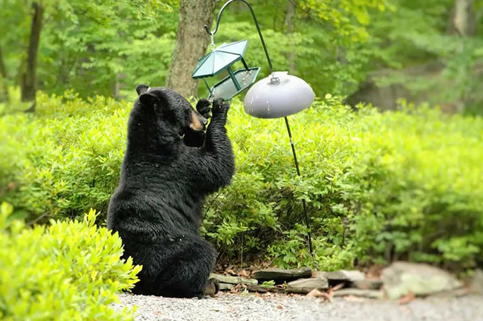 Are Bears Attracted To Hummingbird Feeders-2