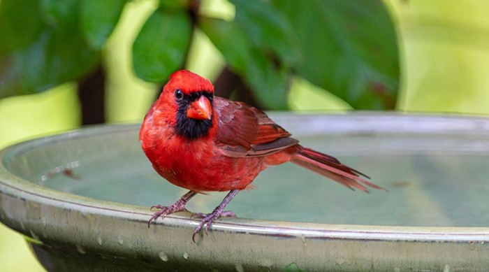 Cardinals Big Bird Bath Users-2