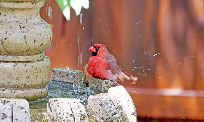 Cardinals Big Bird Bath Users-3