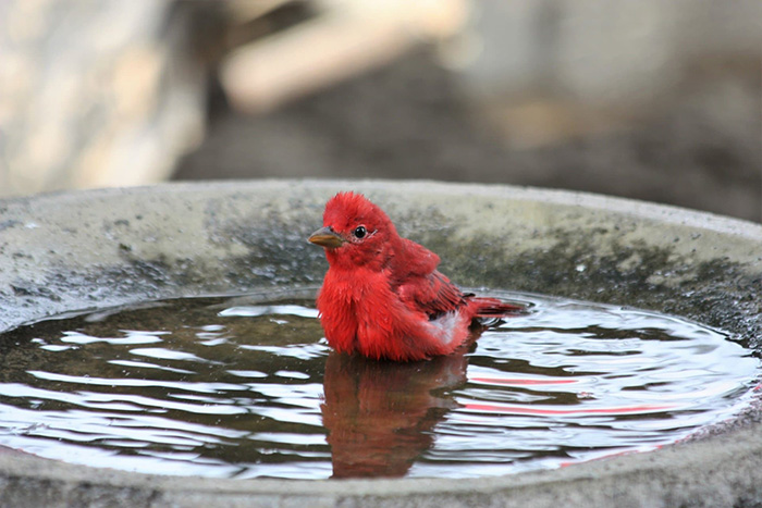 Cardinals Big Bird Bath Users