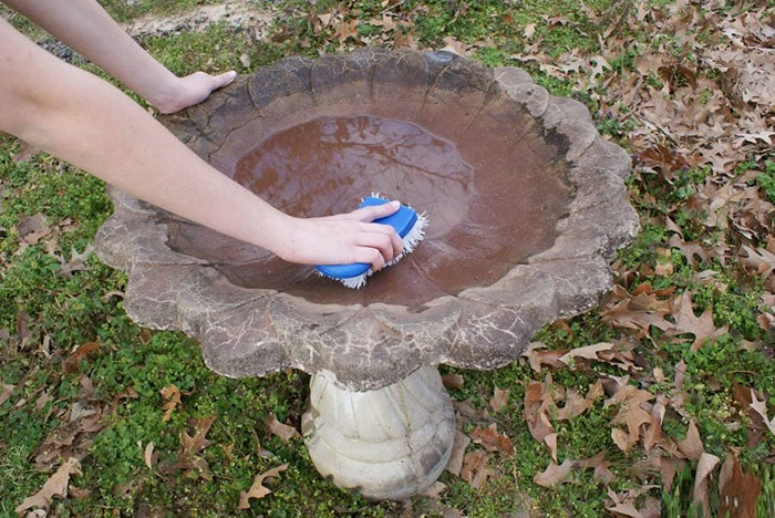 Cleaning Bird Baths-2