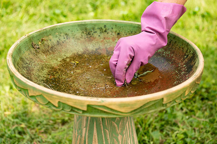 Cleaning Bird Baths-3