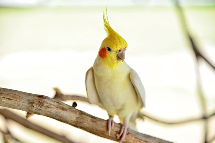 Cockatiel And Budgie Hybrid
