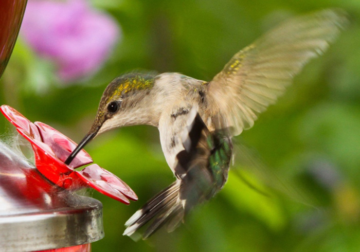 dead ants in hummingbird feeder        
        <figure class=