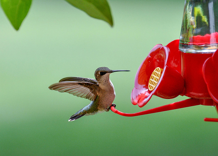 Dead Ants In Hummingbird Feeder-3