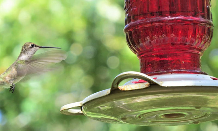 Dead Ants In Hummingbird Feeder