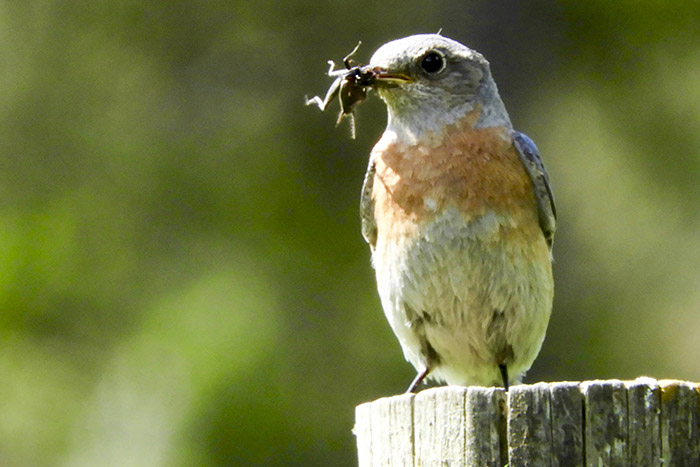 Do Birds Eat Beetles-2