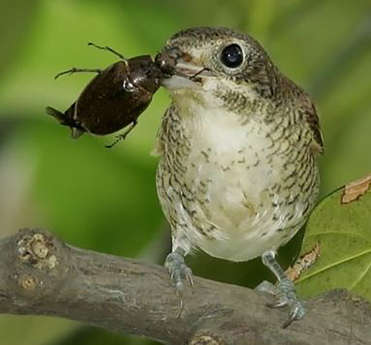 Do Birds Eat Beetles?