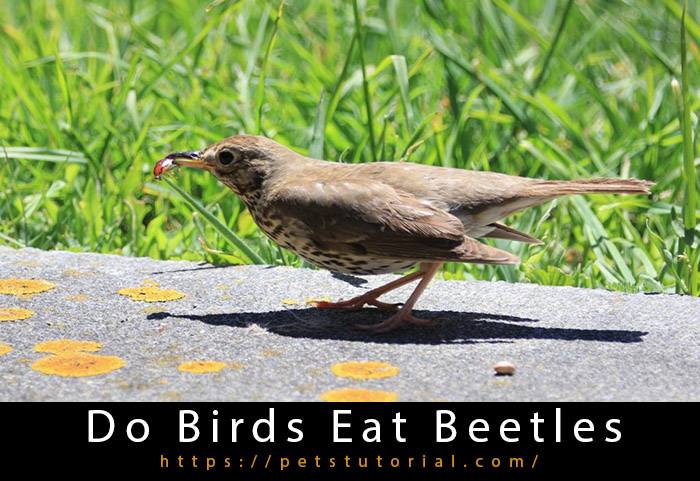 Do Birds Eat Beetles