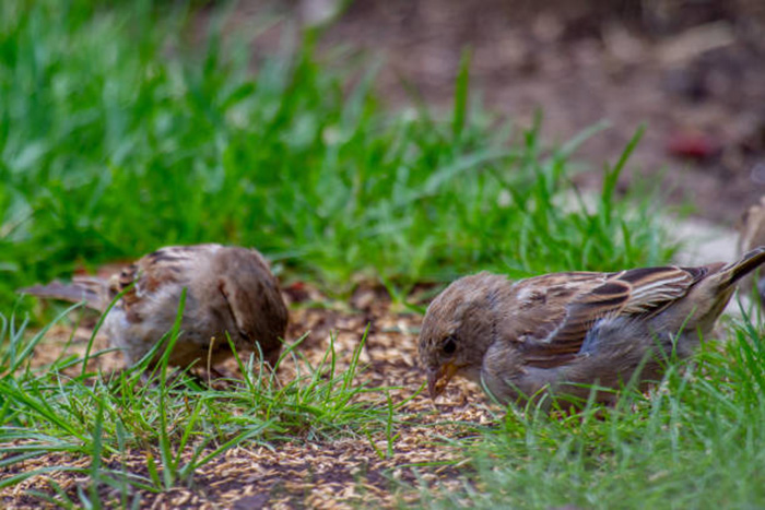 Do Birds Eat Seeds