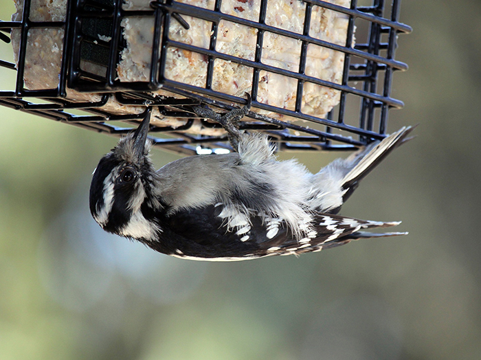 Do Birds Eating Suet-2