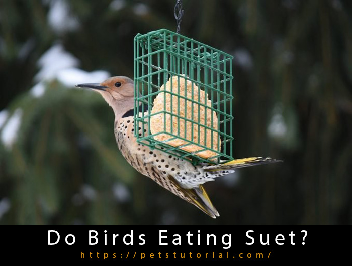 Do Birds Eating Suet-3