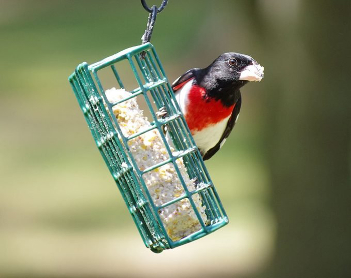 Do Birds Eating Suet