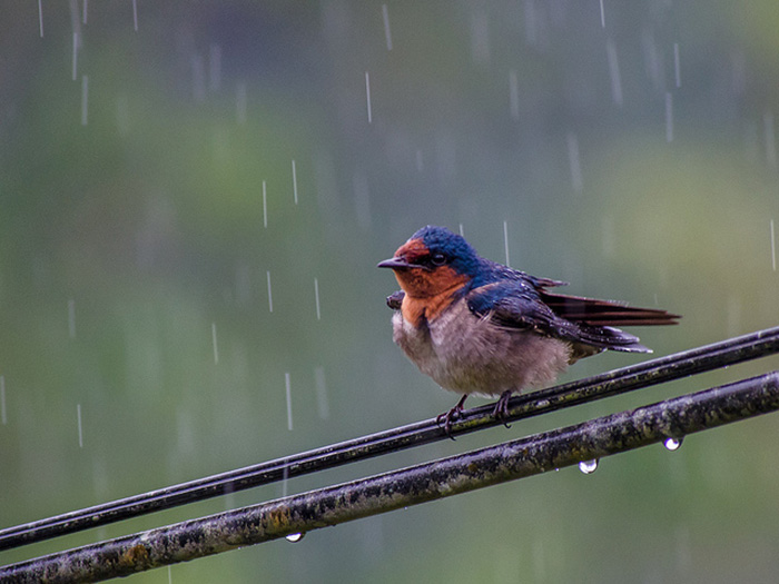 Do Birds Feed In The Rain-2