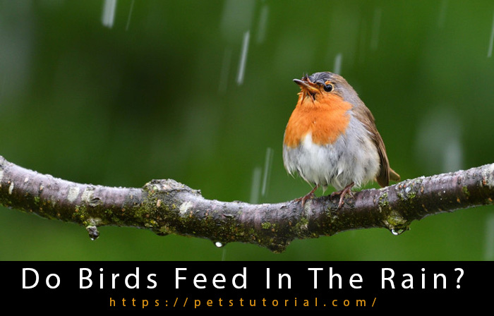 Do Birds Feed In The Rain-3